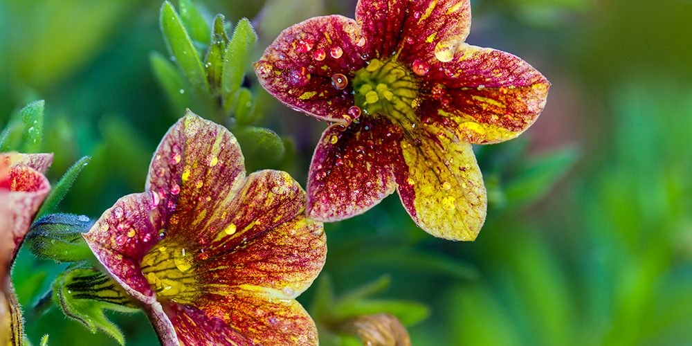 Calibrachoa „CanCan“ flowers showing brilliant colours